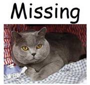 Missing cat in Weston Coyney
