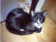 1 year old male cat free to good home. 1 year old black....