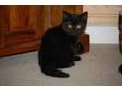 Pedigree british shorthair jet black male kitten ready....
