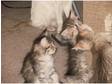 Siamese / Chinchilla Cross Kittens