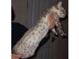SNOW SPOTTED Bengal Female kitten,  great temperaments, ....