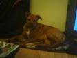 lovely 8 month old staffy x rottie FOR SWAP for....