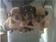 3 pure bred small strain jack russel pups. 3 females....