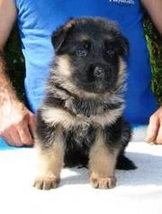 German Shepherds Dog For Adoption