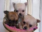 Chihuahua long coat puppies