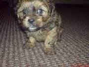 * Shih-Tzu Cross Yorkie Terrier Puppies for Sale So Cute *