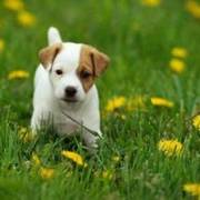 Well Train Jack Russell Puppies For Sale