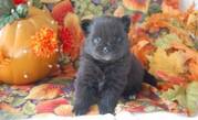 Good Looking Pomeranian Puppies For Sale