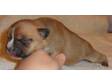Pedigree KC Registered Staffordshire Bull Terrier Puppies in stoke-on-trent