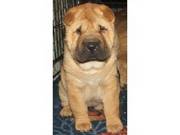 Health guarenteed Shar pei Puppies(Celebrate Xmas With Them)