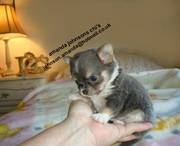 my pedigree chihuahua puppies are still availible and ready