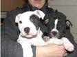 Staffordshire Bull Terrier Puppies for Sale. 4 big boys....