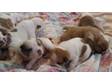 Pedigree KC Registered Bulldog Puppies in CHEADLE,  STAFFORDSHIRE