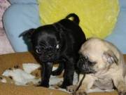 Easy going Pug Puppies