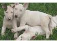 English Bull Terrier puppies boys only champion sired of....