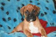 Boxer Puppies For New Year