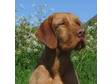 Pedigree KC Registered Hungarian Wirehaired Vizsla Puppies in ASHBOURNE