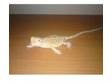 Bearded Dragons. 2X Bearded Dragons with a fully set up....