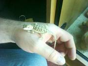 Baby Bearded Dragons for sale
