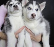 Blue Eyes Siberian Husky Puppies